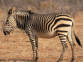 Фото Горная зебра