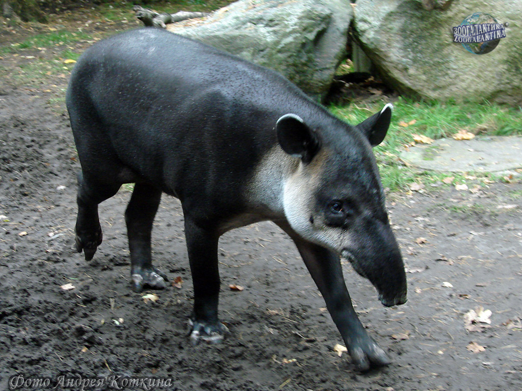 Тапир Бэрда - Тапировые | Некоммерческий учебно-познавательный  интернет-портал Зоогалактика