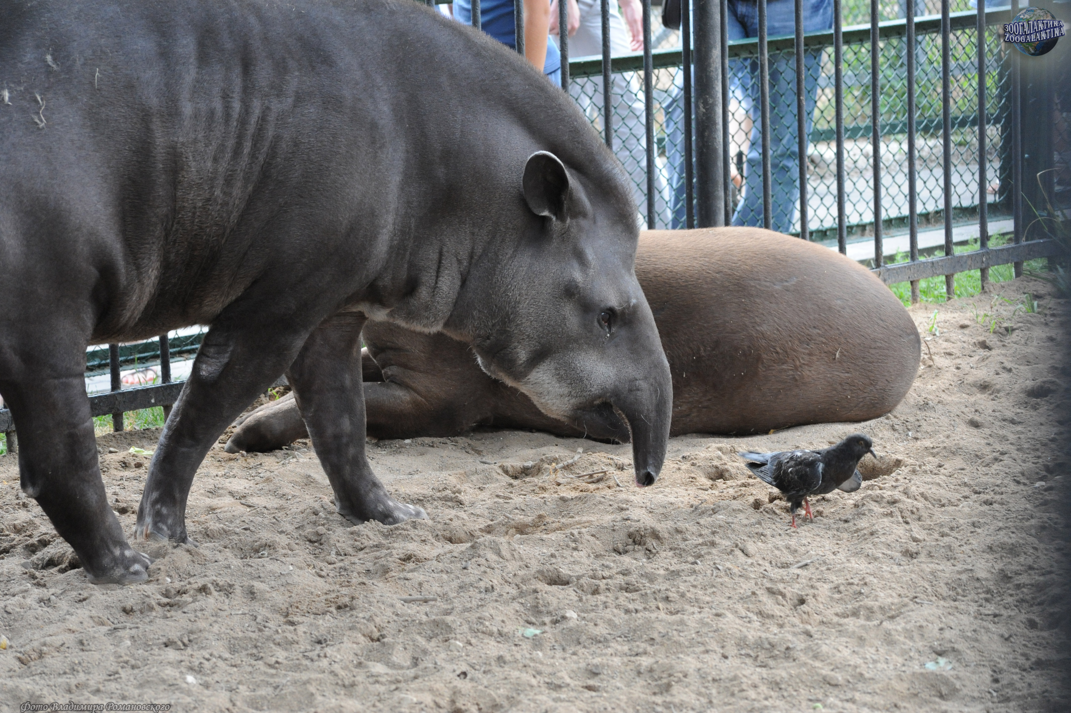 Равнинный тапир - Тапировые | Некоммерческий учебно-познавательный  интернет-портал Зоогалактика