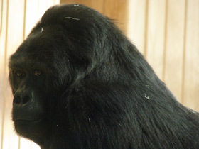 Фото Восточная равнинная горилла
