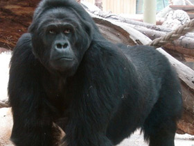 Фото Восточная равнинная горилла