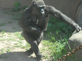Фото Западная равнинная горилла