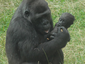 Фото Западная равнинная горилла