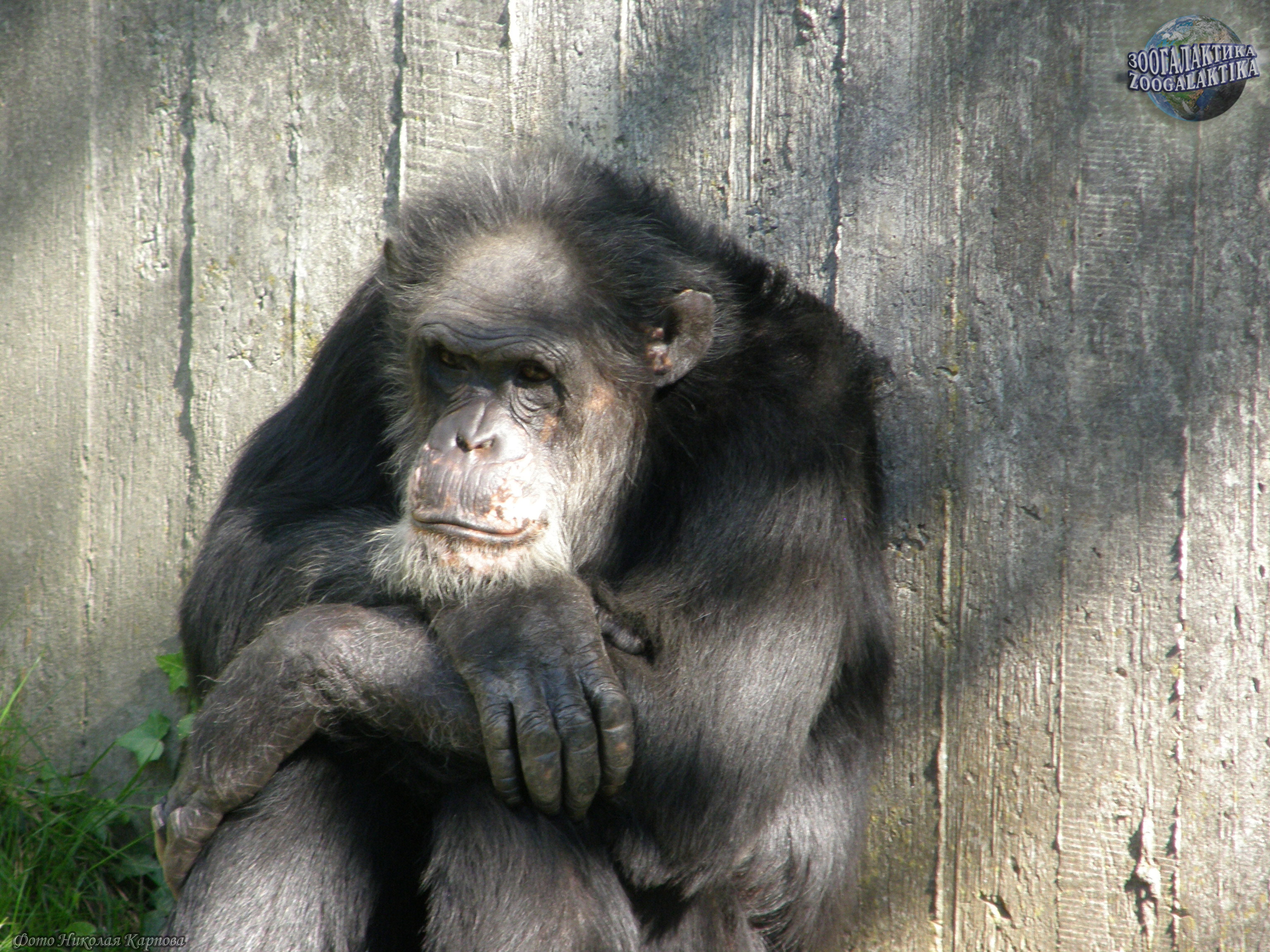 Приматы - Млекопитающие | Некоммерческий учебно-познавательный  интернет-портал Зоогалактика
