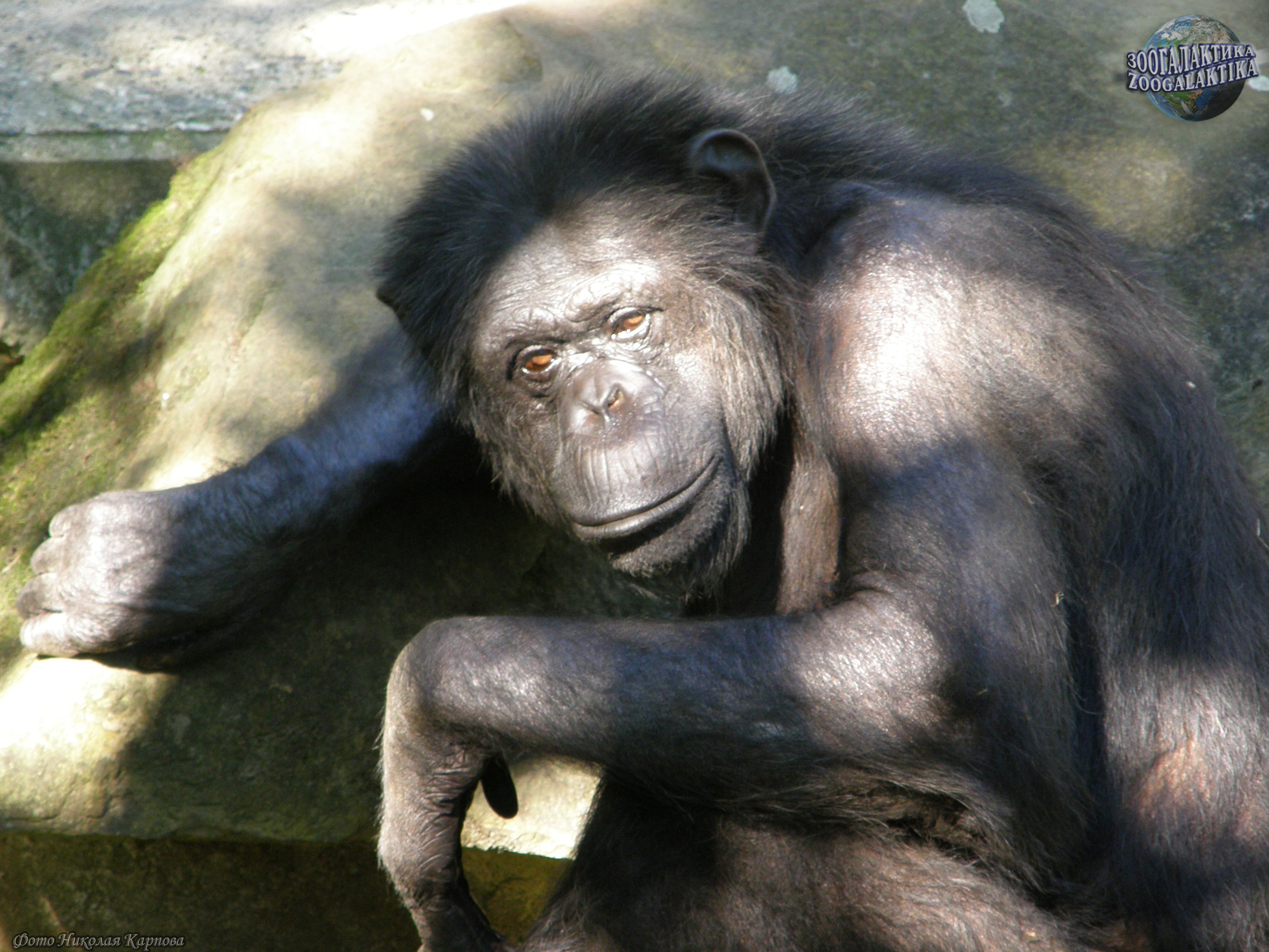Как шимпанзе проявляют эмоции - А знаете ли вы?.. | Некоммерческий  учебно-познавательный интернет-портал Зоогалактика