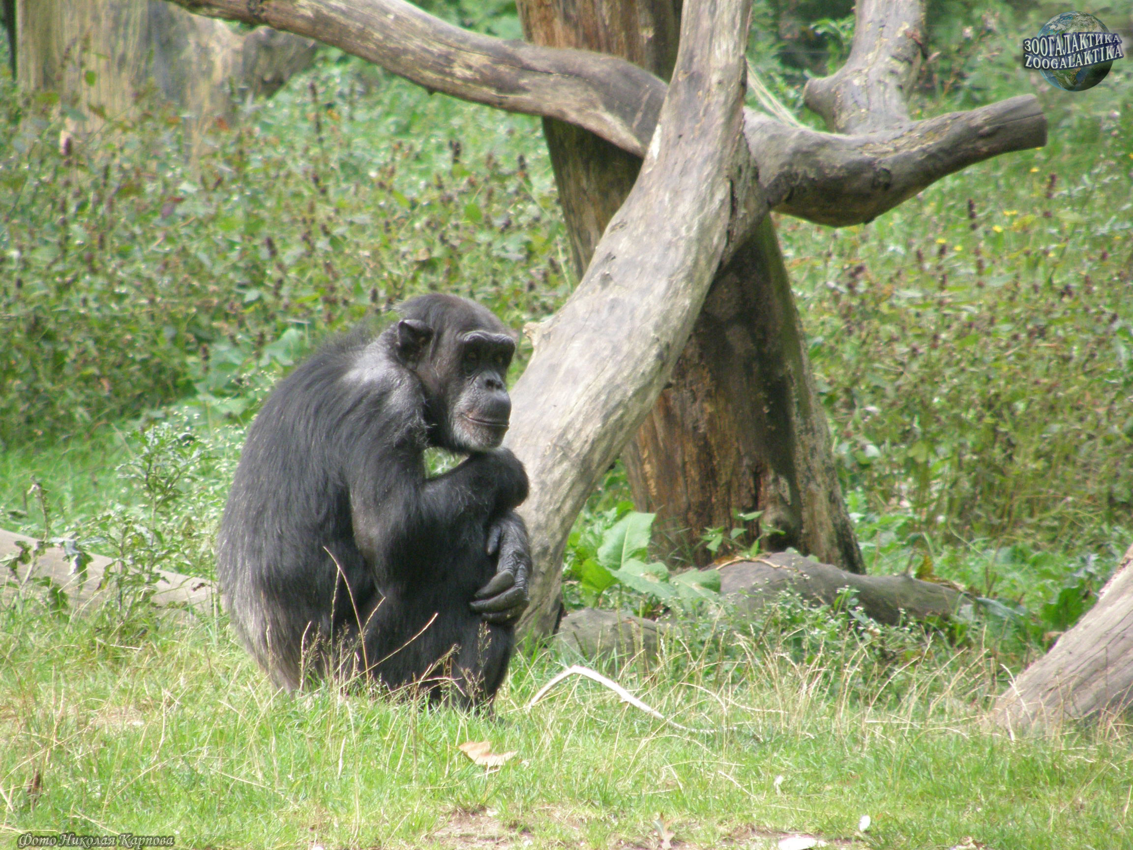 Где обитают шимпанзе. Шимпанзе род. Шимпанзе обыкновенный и карликовый. Место обитания шимпанзе. Роды шимпанзе в дикой природе.