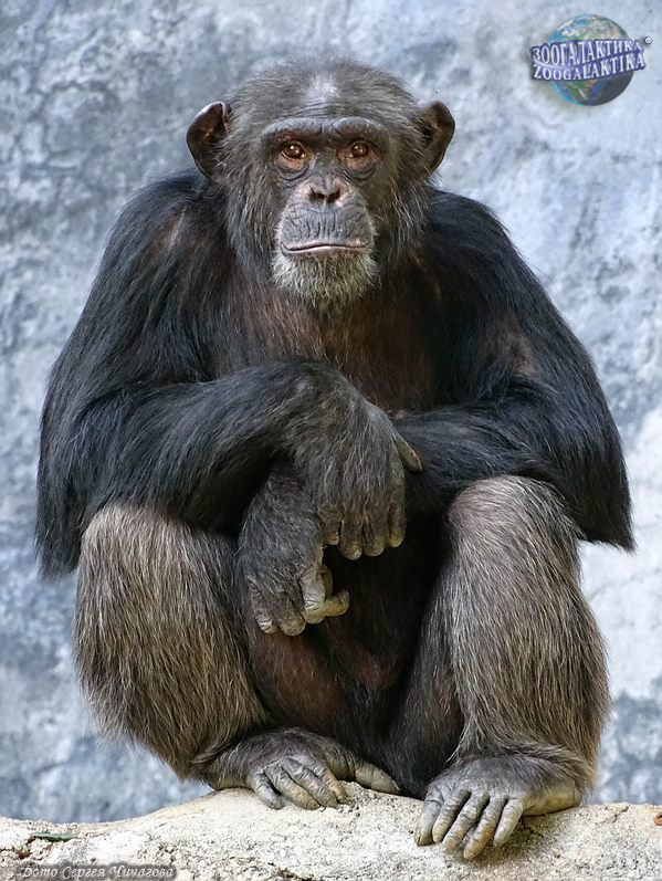 Шимпанзе и головоломки - А знаете ли вы?.. | Некоммерческий  учебно-познавательный интернет-портал Зоогалактика