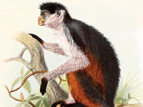 Фото Piliocolobus epieni