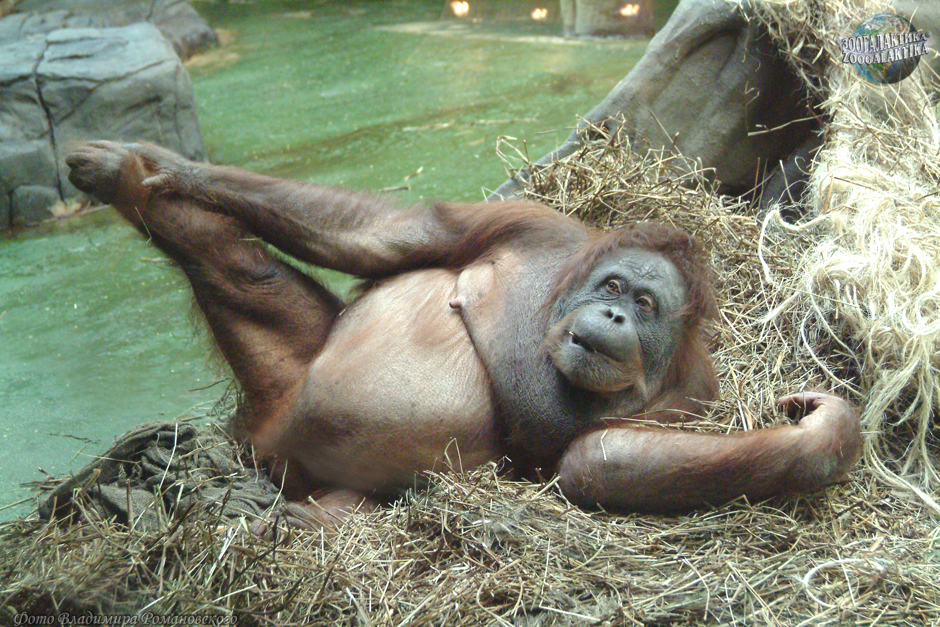 Orangutan tits - 🧡 Милые животные. 