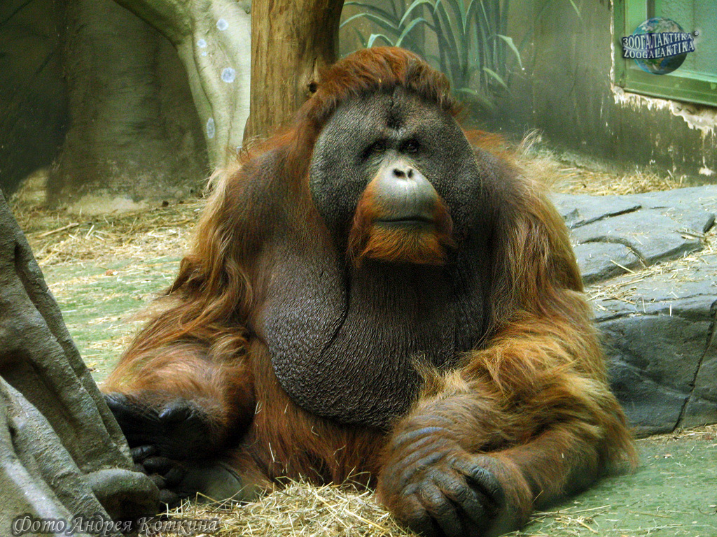 Орангутан: большая рыжая обезьяна - Рассказы о животных | Некоммерческий  учебно-познавательный интернет-портал Зоогалактика