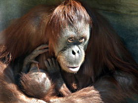 Фото Орангутан: большая рыжая обезьяна