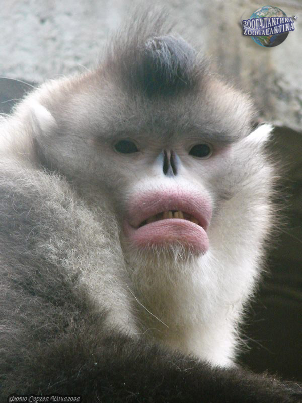 Смешная обезьяна с губами (70 фото)