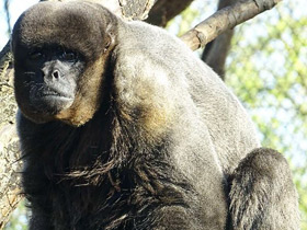 Фото Бурая шерстистая обезьяна