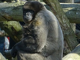Фото Бурая шерстистая обезьяна