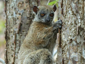 Фото Lepilemur milanoii