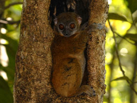 Фото Lepilemur tymerlachsoni