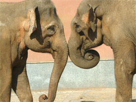 Индийский слон