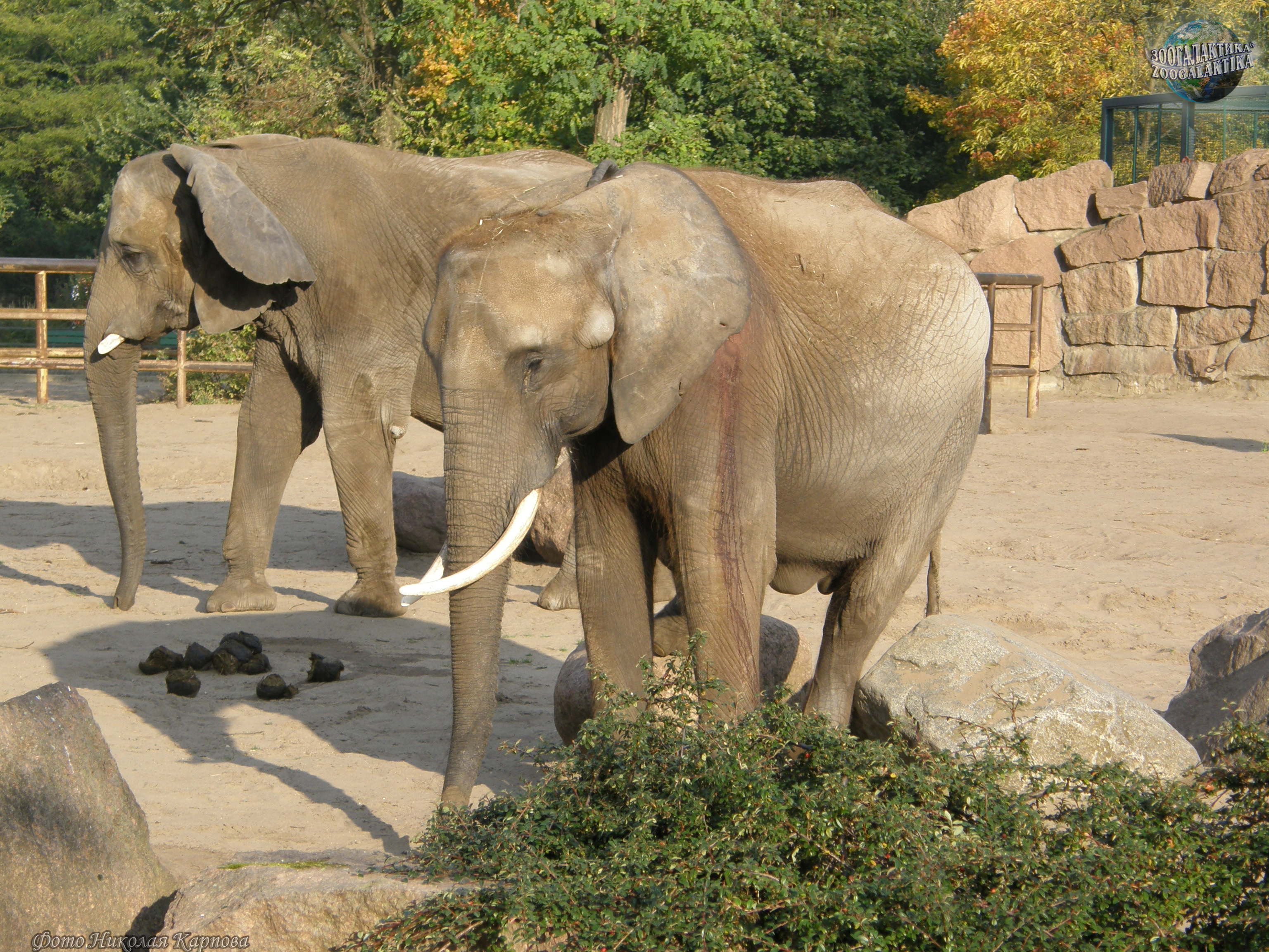Интересные факты о африканских слонах. Все виды слонов. Виды слонов фото. Интересные факты о слонах 3 класс.