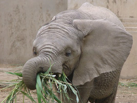 Фото Африканский слон
