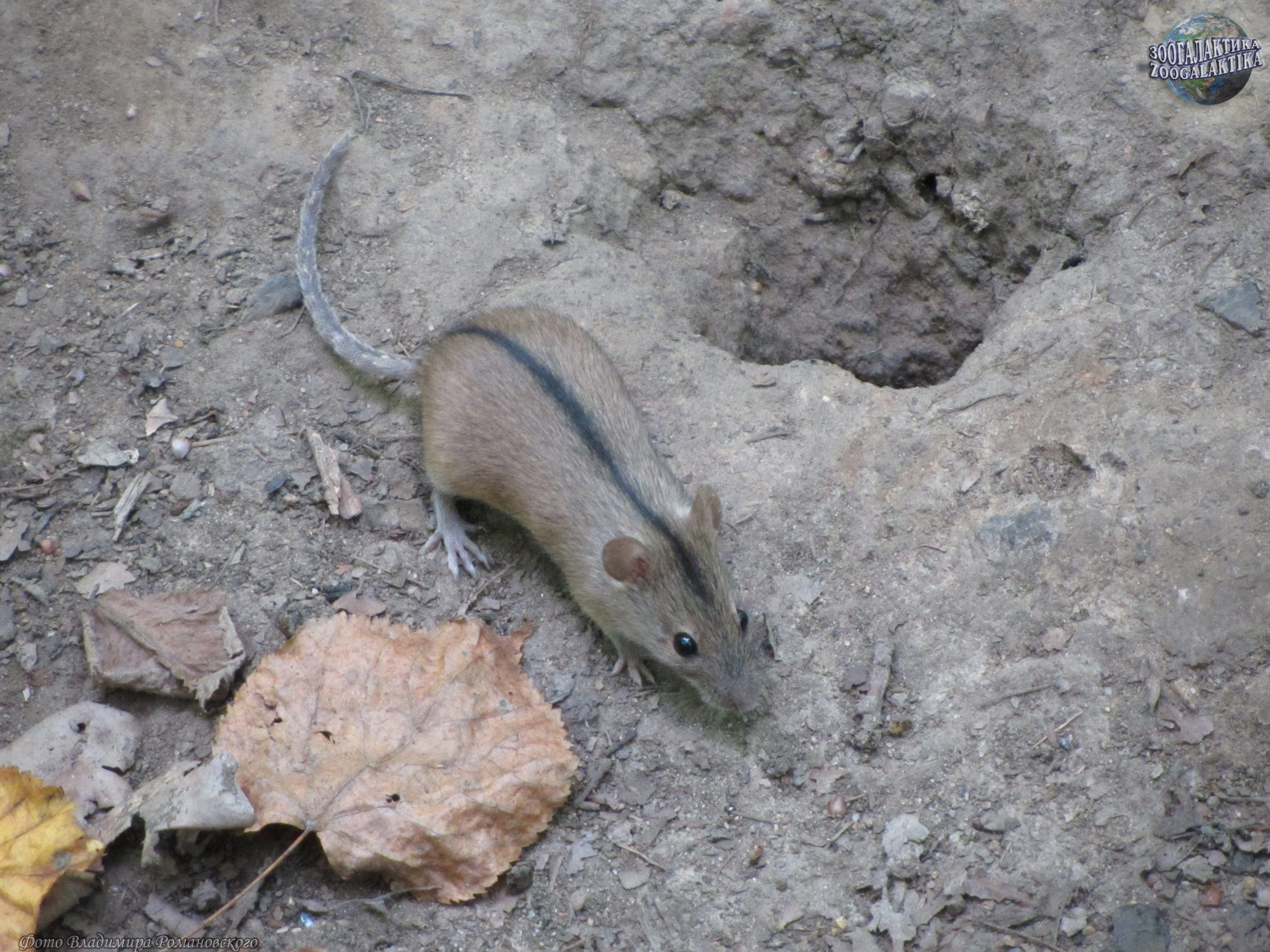 Полевая мышь - Грызуны | Некоммерческий учебно-познавательный  интернет-портал Зоогалактика
