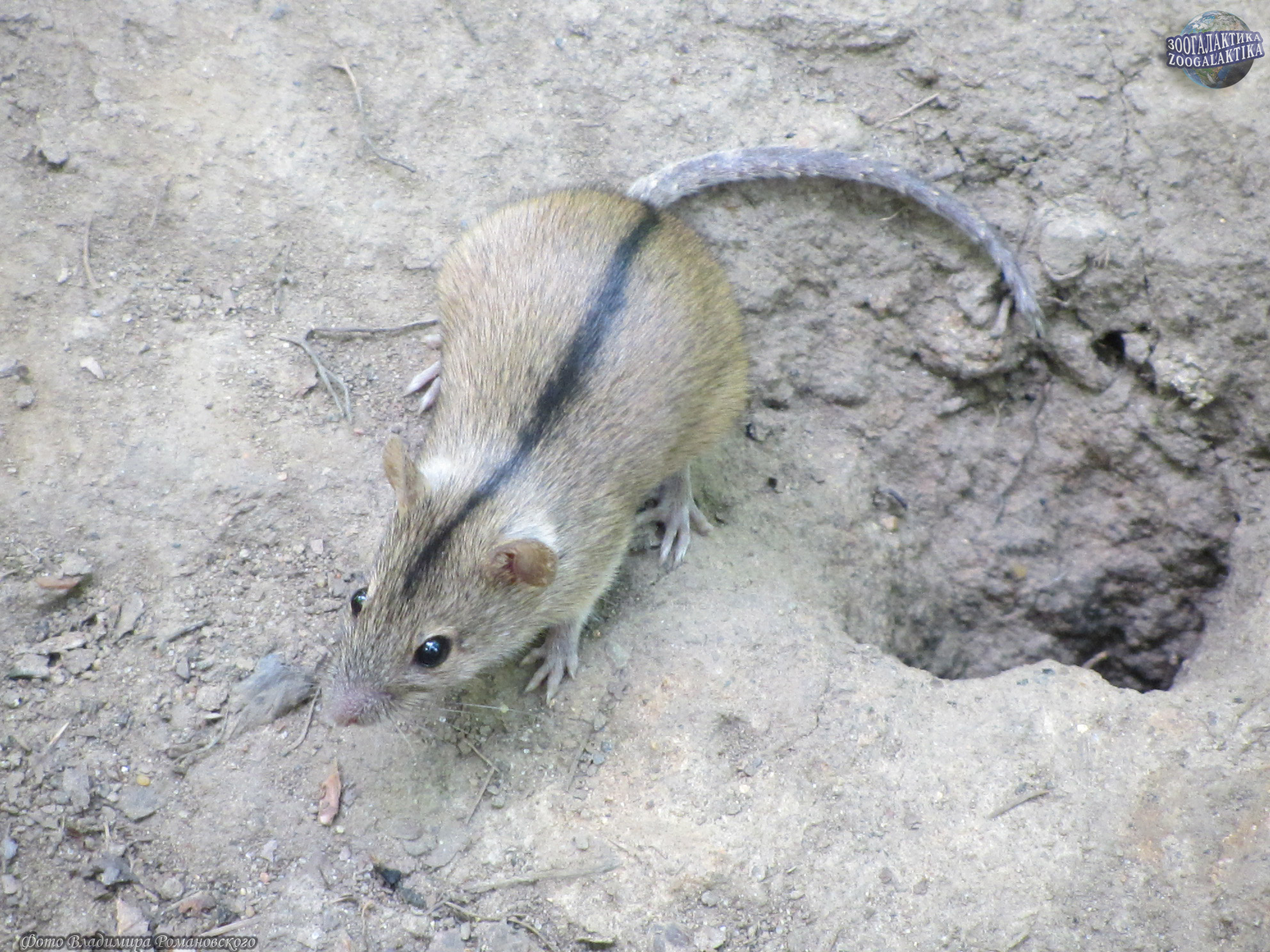 Полевая мышь - Мышиные | Некоммерческий учебно-познавательный  интернет-портал Зоогалактика