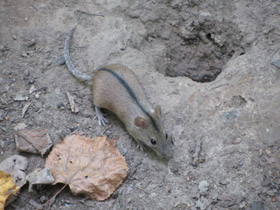 Фото Полевая мышь