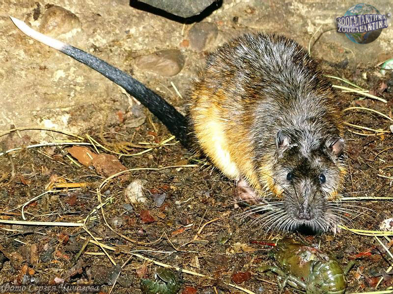 Похождения окопной крысы - Рассказы про диких животных | Некоммерческий  учебно-познавательный интернет-портал Зоогалактика