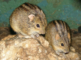 Фото Четырёхполосая мышь