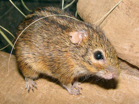 Фото Четырёхполосая мышь