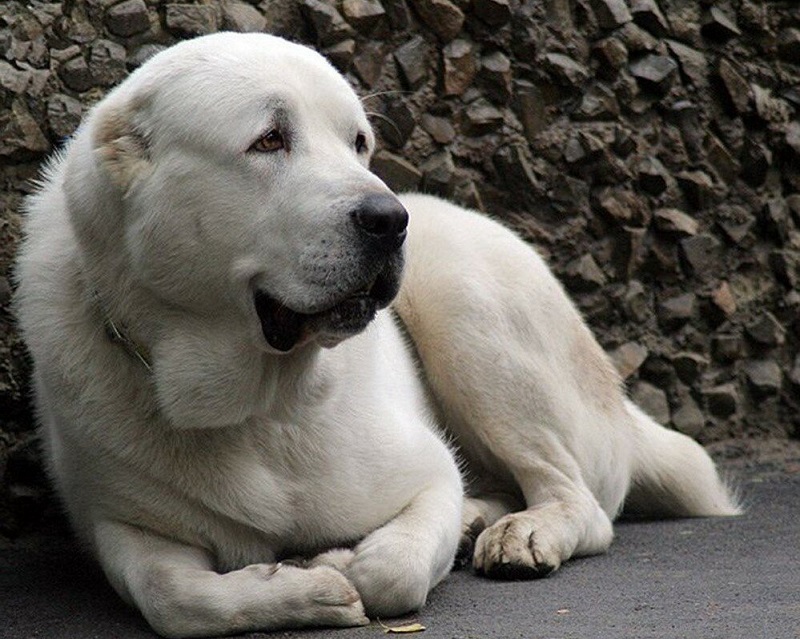 Алабай - Породы собак | Некоммерческий учебно-познавательный  интернет-портал Зоогалактика