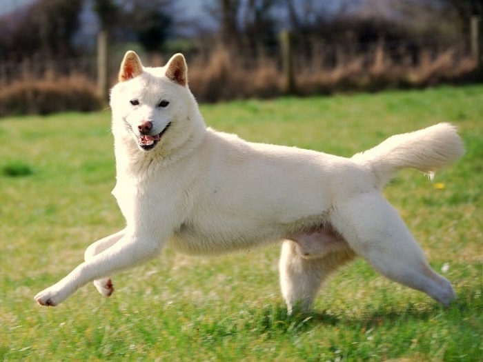Корейский чиндо