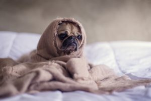 Диета для собаки при воспалении ЖКТ: рекомендации владельцам