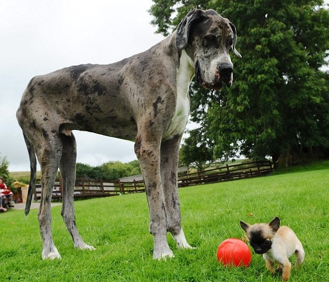 Как определить рост собаки по щенку