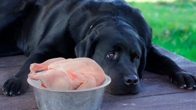 О курином мясе для собак