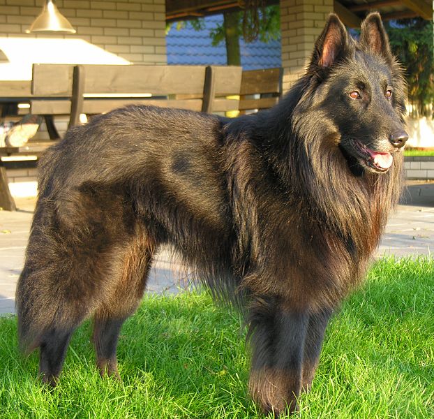 Бельгийская овчарка - Породы собак | Некоммерческий учебно-познавательный  интернет-портал Зоогалактика