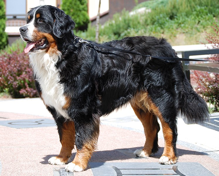 Бернский зенненхунд - Породы собак | Некоммерческий учебно-познавательный  интернет-портал Зоогалактика