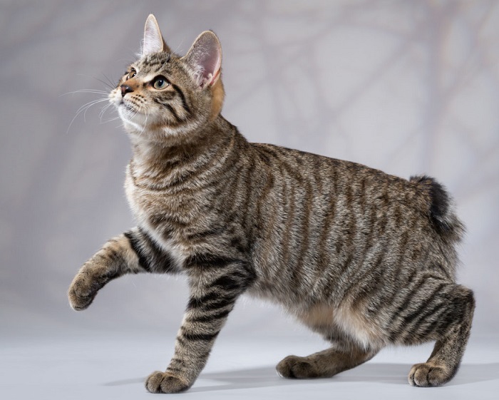 Американский бобтейл - Породы кошек | Некоммерческий учебно-познавательный  интернет-портал Зоогалактика