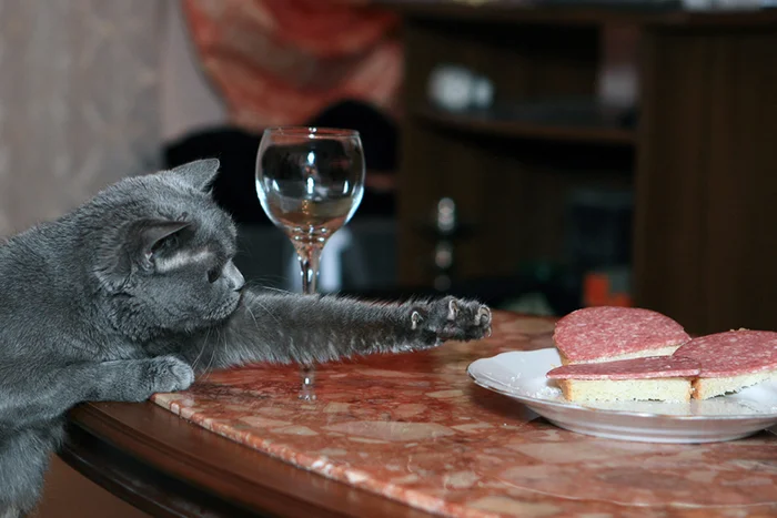 10 правил кормления кошек