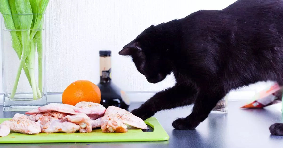 15 основных проблем в поведении и содержании кошек и пути их решения