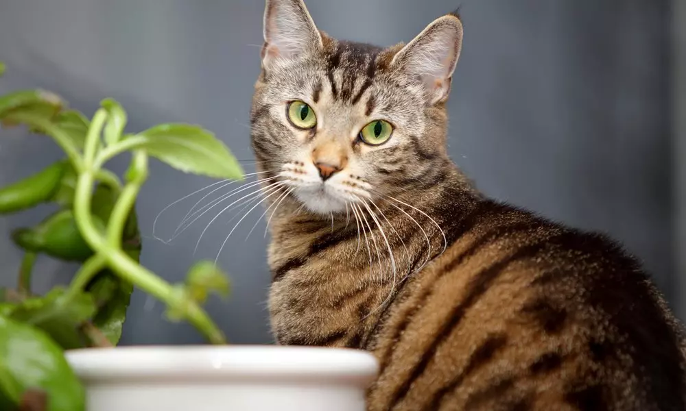 15 основных проблем в поведении и содержании кошек и пути их решения