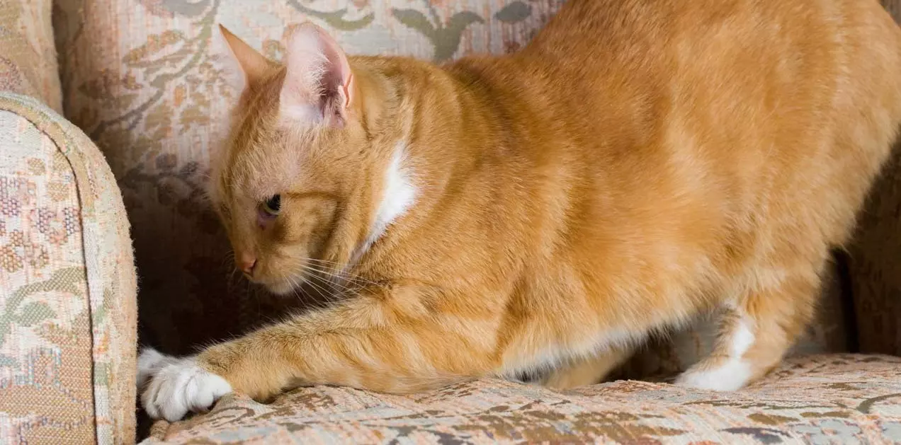 15 основных проблем в поведении и содержании кошек и пути их решения