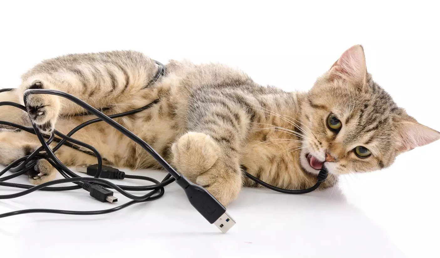 15 основных проблем в поведении и содержании кошек и пути их решения