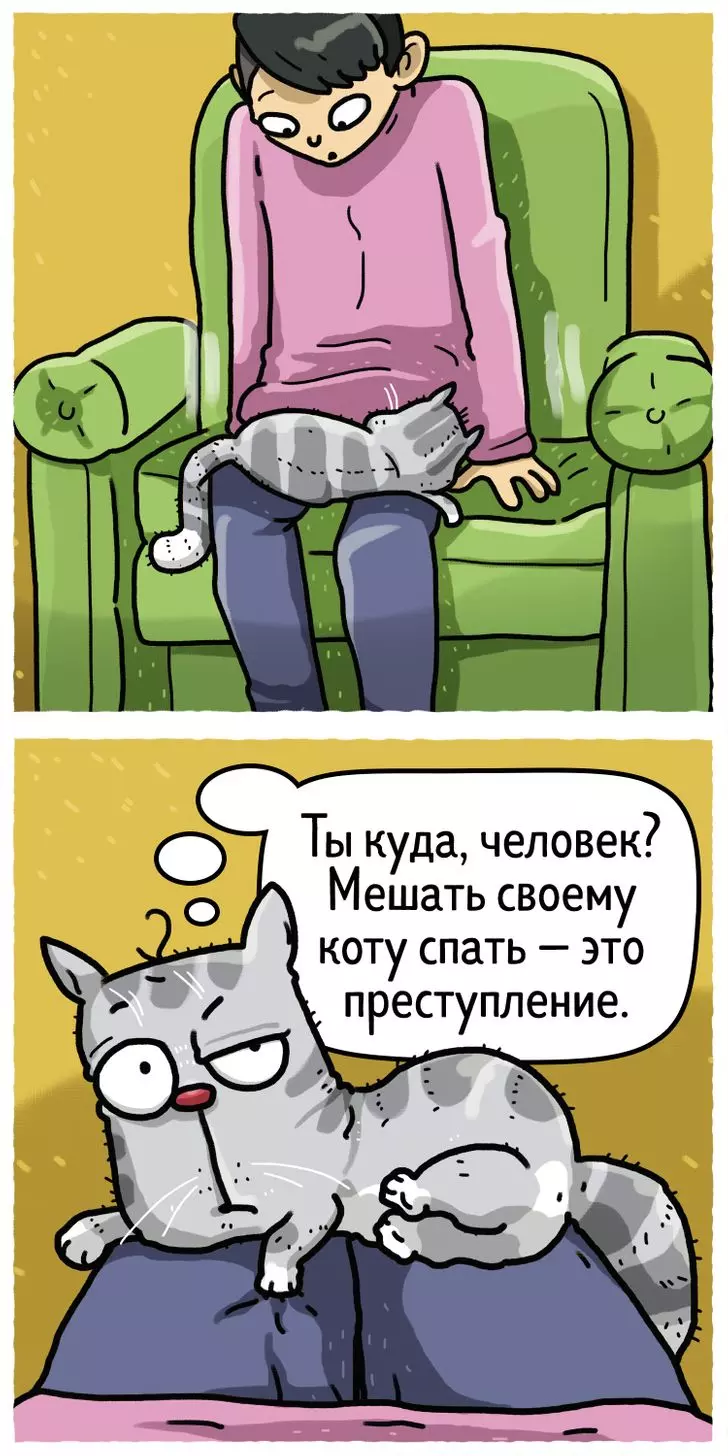 9 кошачьих привычек, которые могут доставлять нам неудобства, и 9 способов решения проблемы