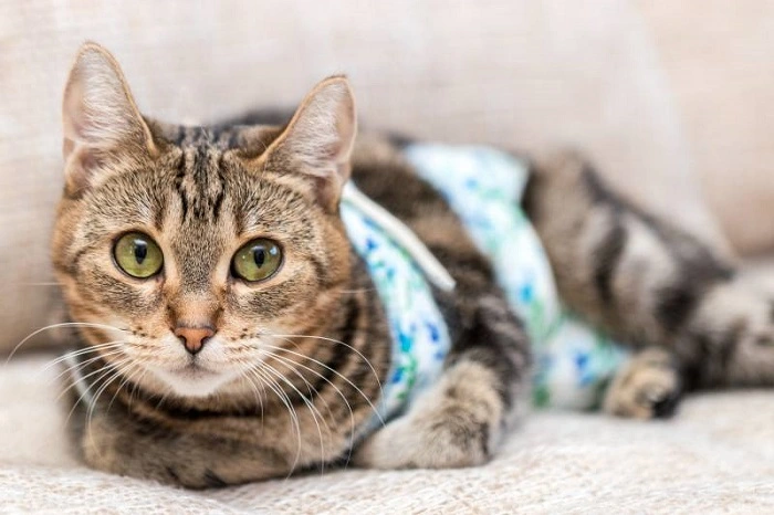 Бандаж для кошки