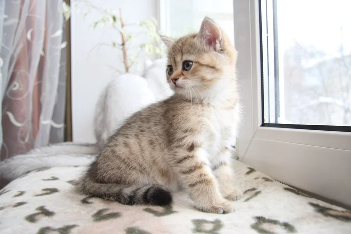 Чем кошка помогает хозяевам