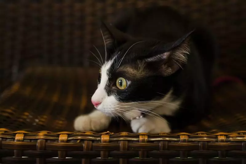 Что делать, если кошка боится людей?