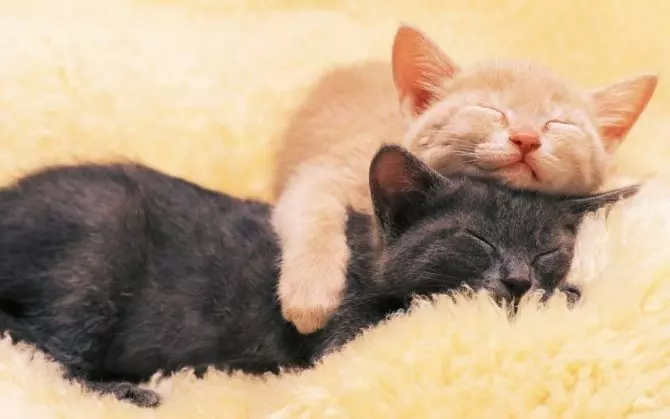 Действительно ли нужна вторая кошка в доме