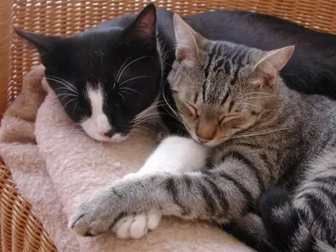 Действительно ли нужна вторая кошка в доме