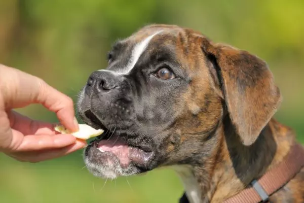 Как подружить кошку с собакой в квартире