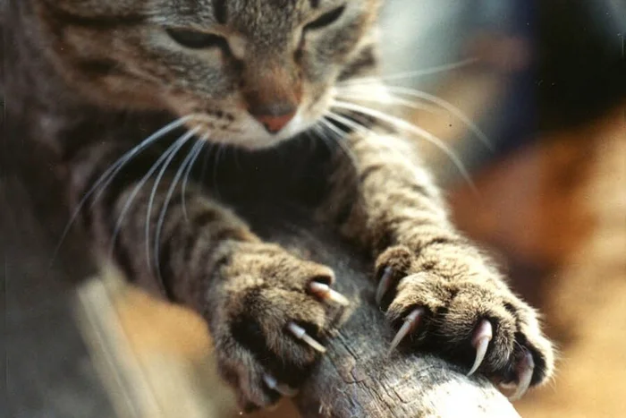 Как подстричь когти у кошки и нужно ли это делать